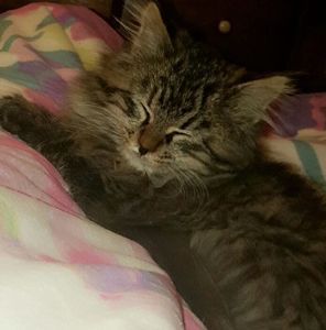 Meet your Posher, Cheyenne